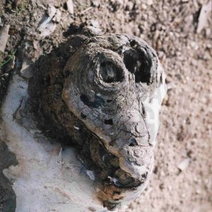 Relieve en un árbol con forma semejante a una cabeza de cocodrilo o a su cría saliendo del huevo