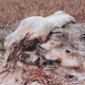 Relieve de árbol con forma semejante a una cabeza de lobo