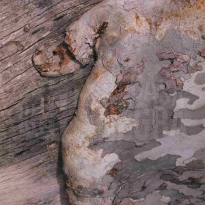 Relieve de árbol con forma semejante a una manopla