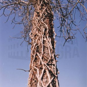 Tronco de árbol invadido por una planta trepadora