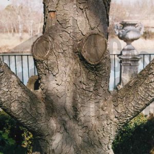 Tronco y ramas de árbol con forma semejante a un fantasma