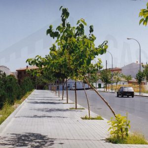 Avenida de la Plaza de Toros en Aranjuez