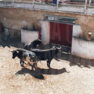Tres toros en los corrales de la Plaza de Toros de Aranjuez durante el Apartado de los toros de la corrida de las Fiestas del Motín